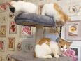 Babykatzen suchen neue Zuhause. in 24576