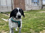 Sehr verschmuste Debby ,Labrador- Münsterländer Mischlingshündin ca 6.5 Monate alt - Angern