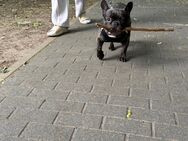 Süße Französische Bulldogge - Berlin