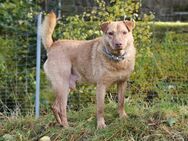 ARNE - geb. ca. 06/2020 - Shar Pei Mix - Schönaich