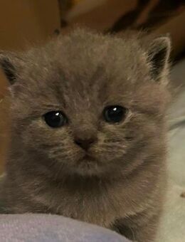 Reinrassige Bkh Kitten in blue - Brakel