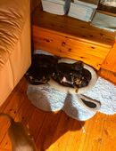 Chihuahua Zwergpinscher Mix in 66386