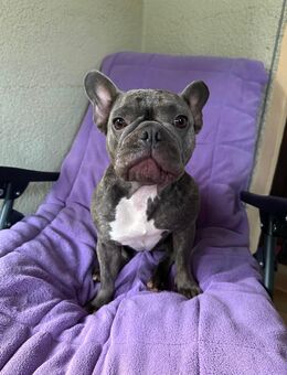 Französische Bulldogge sucht liebevolles Zuhause - Hösbach