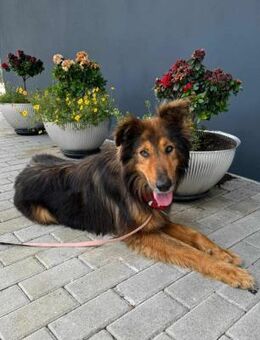 Collie-Mischling Sam - Eichenzell