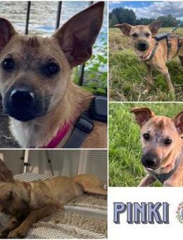 PINKI *WoLiebe wohnt heilen Körper&Seele - Duisburg
