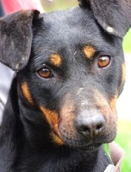 TILLY sucht Zuhause - Gefrees