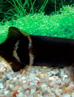 Elefantenrüsselfisch / Gnathonemus petersi - Hohenroth