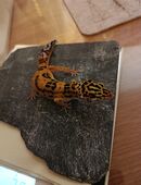 Leopardgecko in 45739