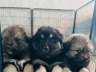 Eurasier Welpen suchen Ihr neues Zuhause - Ibbenbüren