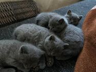 Bkh Kitten - Stolberg (Rheinland, Kupferstadt)