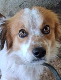 Anselm, geb. ca. 12/2022, GRIECHENLAND - Euskirchen