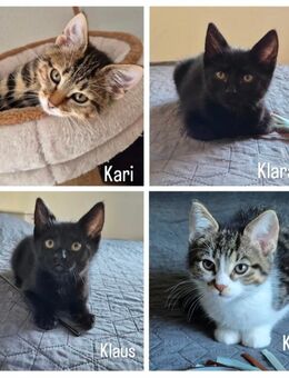 Zauberhafte Findel-Kitten suchen ihr Zuhause - Wandlitz