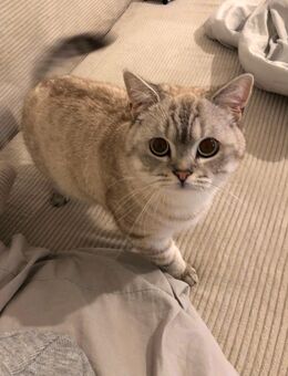 🐾 Britisch Kurzhaar Kater – Silber, gesund & kinderlieb 🐾 - Leipzig