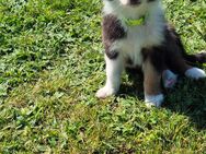 Australian Shepherd Welpen ab 28.5.25 abzugeben - Rühen