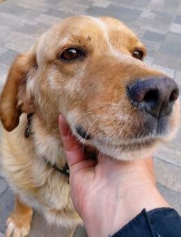 Zisis - ein perfekter Begleiter - Mettmann