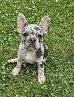 Französische Bulldoggen Welpen - Duisburg