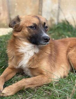 Happy Dog Willi - Weyhe