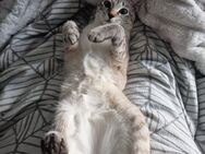 Tabby point Siam Mädchen - Schönermark