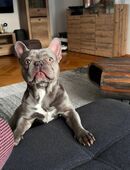 Französische Bulldogge Gucci 2 Jahre alt sucht ein liebevolles Zuhause in 33332