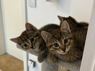 Katzenbabys Kitten Katzen Jungkatzen - Gronau (Westfalen)