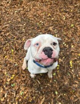 ICE, weißer Kuschelkerl mit Power - Bad Belzig