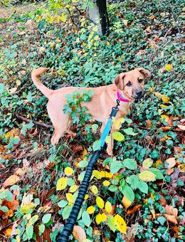 Terrier Mischling Welpe - Halle (Westfalen)