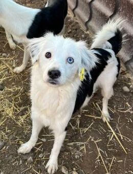 freundliche Junghündin Tilda - Kallmünz