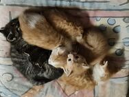 Katzenbabys - Ebeleben