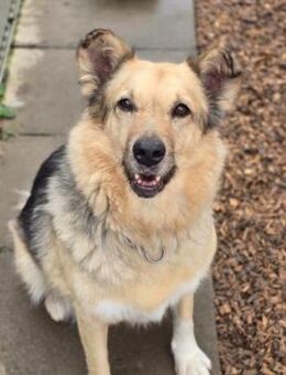 verschmuste, sanfte und liebe Alicia - Kallmünz