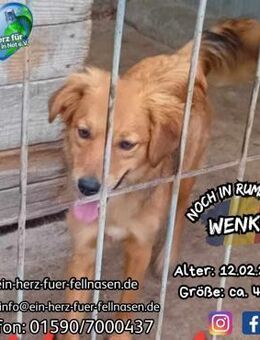 WENKE-klug und mutig auf Zweibeinersuche - Waakirchen