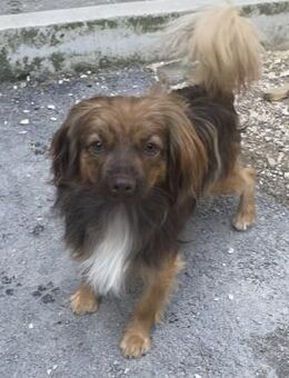 PEPE LEBTE BEI HUNDESAMMLERN - Nörten-Hardenberg