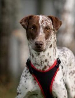 Vorsichtige Kira sucht ihre Familie - Duisburg