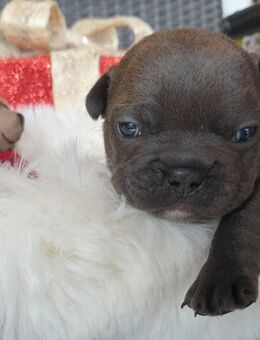 Französische Bulldoggen Welpen - Freden (Leine)