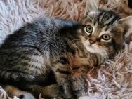 Babykatzen, Maine Coon Mix - Wächtersbach