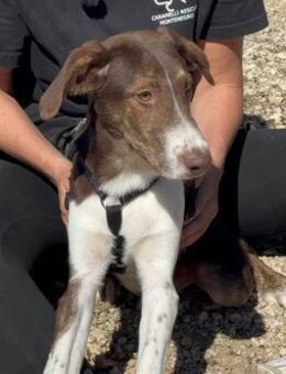 Lieber, fröhlicher Junghund Ali - Hamburg