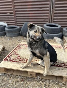 Ella sucht ein ländliches Zuhause - Chemnitz