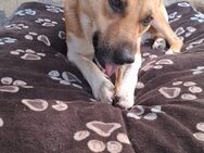 COOPER sucht ein Zuhause - Arnstadt