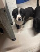 Bernersennenhund x Deutschkurzhaar in 18299