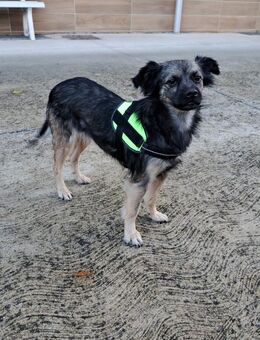 Shenzi - sucht Seelenmensch - Grevenbroich