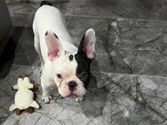 Französische Bulldogge sucht liebevolles Zuhause - Willich