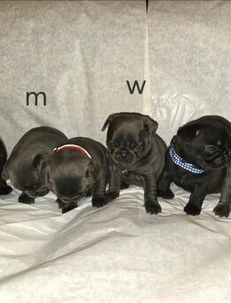 Noch 4 hübsche Welpen Retro Mops - Joldelund