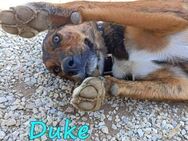 Duke sucht Zuhause/Pflegestelle 2/21 GRC - Ruppertsecken