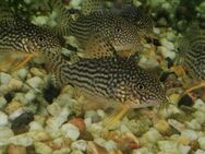 Corydoras sterbai - Bad Soden (Taunus)