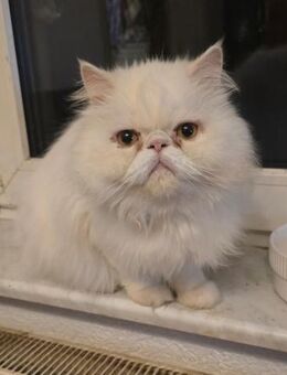 Perser Kater sucht neue Familie - Meuselwitz