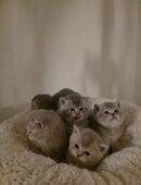 Bkh kitten 5 Babys in 46119