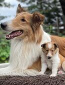 Zauberhafte Colliewelpen suchen ihre Traumfamilie in 49637