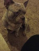 französische bulldogge in 41065