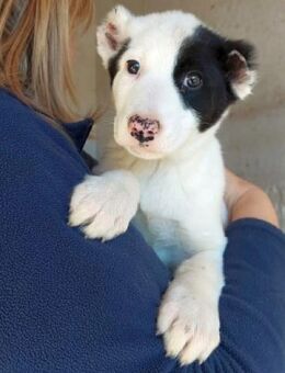 SCOOBY-DOO möchte geliebt werden - Sehnde