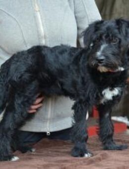 Lieber Bringa in 45134 Essen - Essen