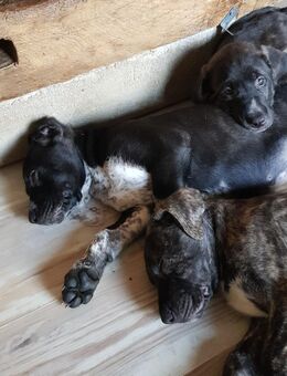 Mischlingswelpen zu verkaufen - Lamspringe